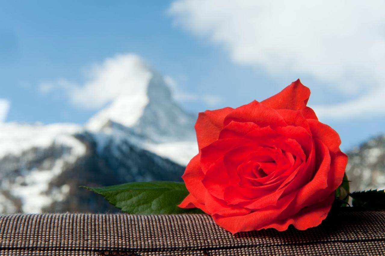 Hemizeus&iremia Zermatt