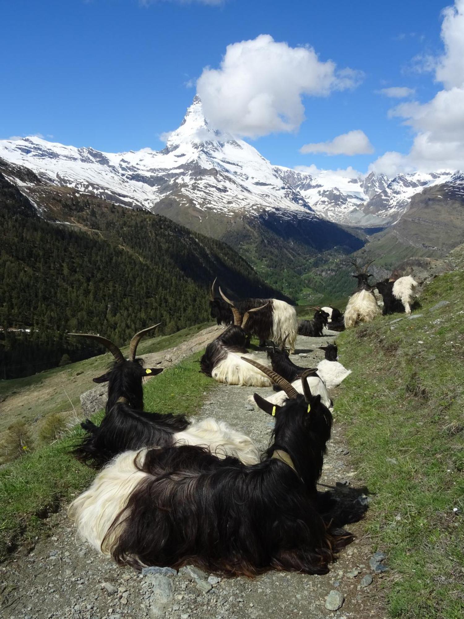 Phoenix Zermatt