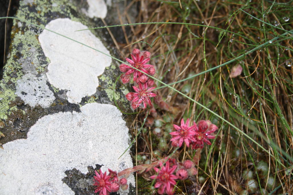 Hinter Dem Rot Stei Chalet