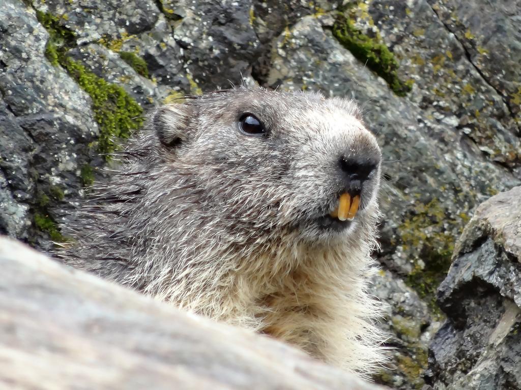 Memory * Zermatt